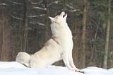 SIBERIAN HUSKY 177